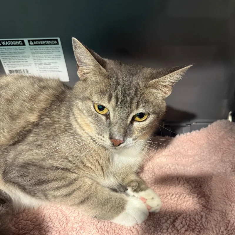 Josephine thumbnail 2