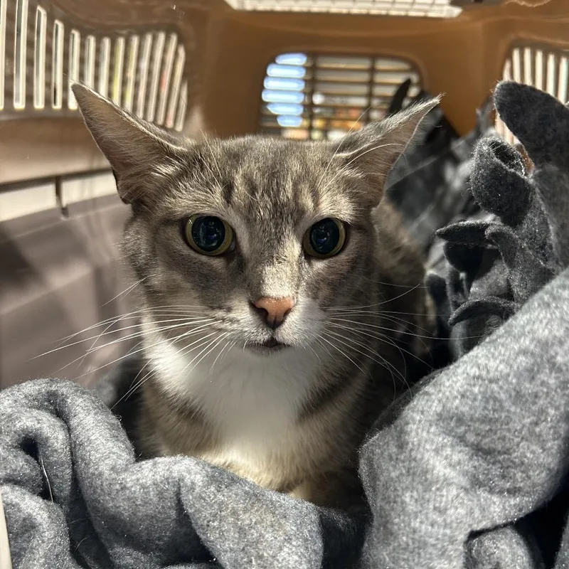 Josephine thumbnail 3