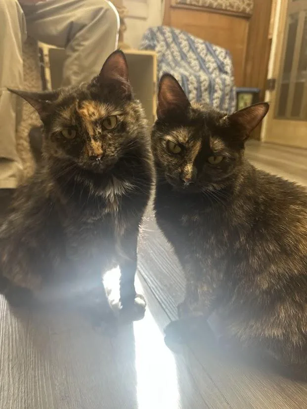 An adult medium-sized male Domestic Short Hair cat named Trudy for adoption in Ocean View, NJ