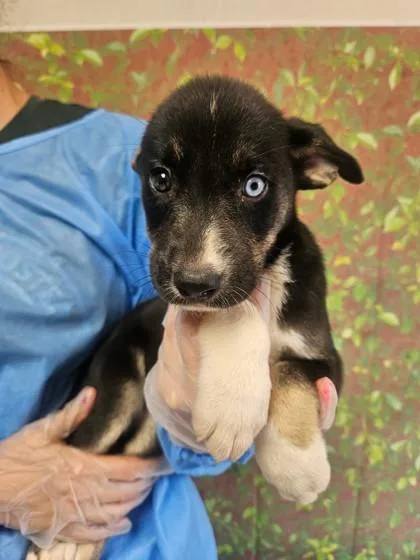 A young small-sized female Shepherd dog named Chansey for adoption in San Antonio, TX
