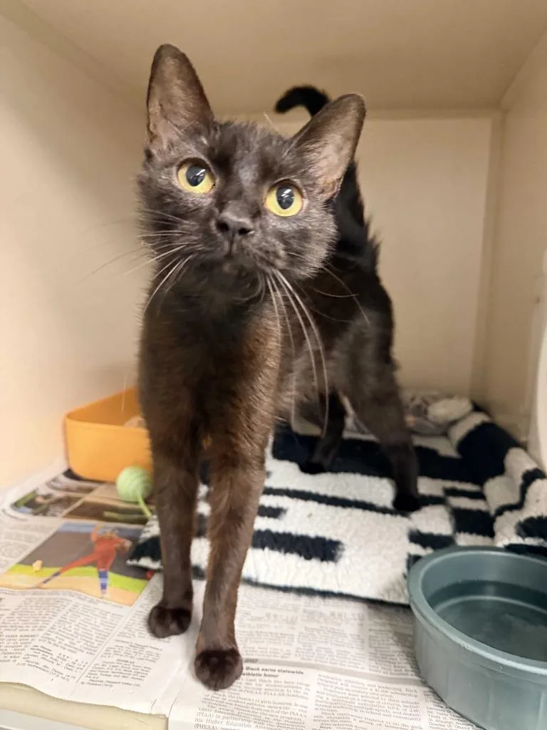 A young medium-sized female Domestic Short Hair cat named Primrose for adoption in Pottsville, PA