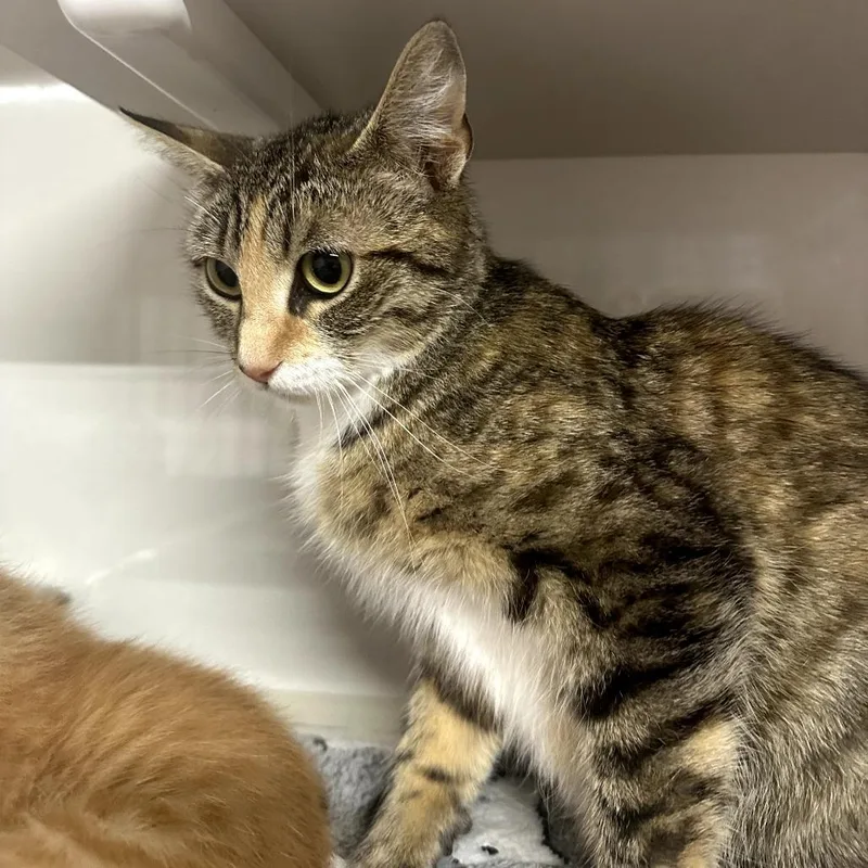 A young medium-sized female Calico Domestic Short Hair cat named Plum for adoption in Forest Park, IL