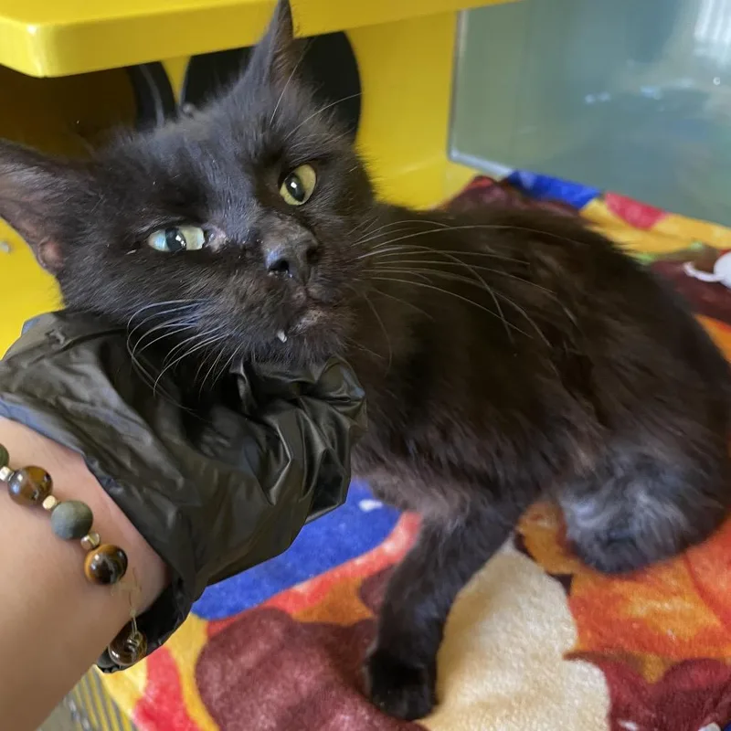 An adult medium-sized male Domestic Long Hair cat named Harry for adoption in Abilene, TX