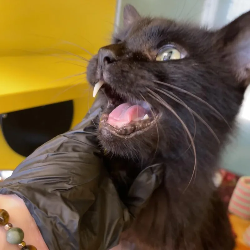 Harry thumbnail 5