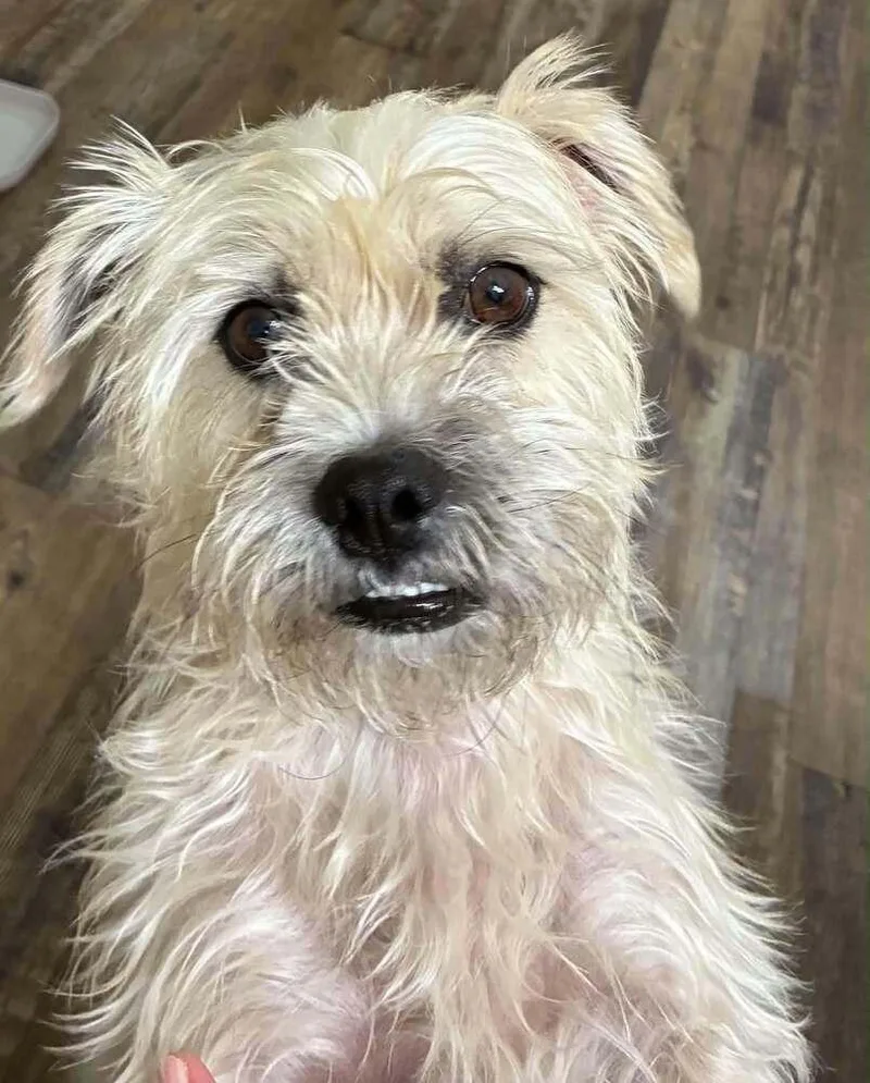 An adult small-sized male White / Cream Pug dog named Fisher Tzu for adoption in Aurora, IN