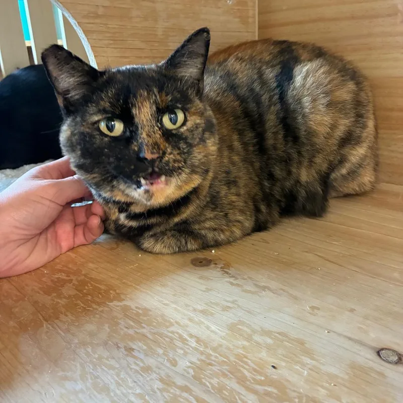 An adult small-sized female Calico American Shorthair cat named Pippin for adoption in Torrey, UT