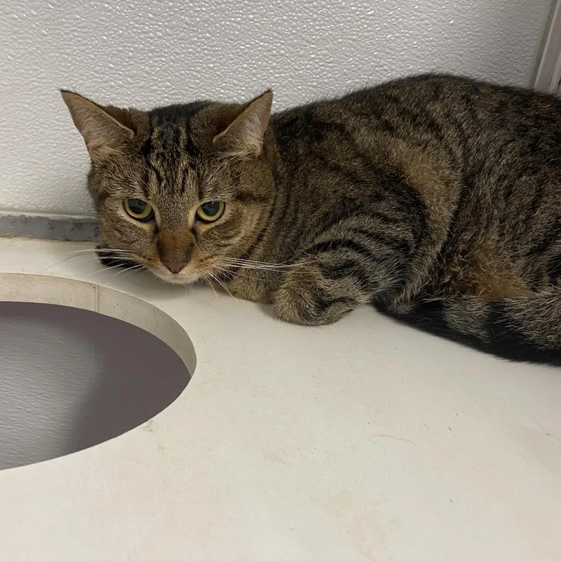 A young medium-sized female Brown / Chocolate Domestic Short Hair cat named Umber for adoption in Binghamton, NY