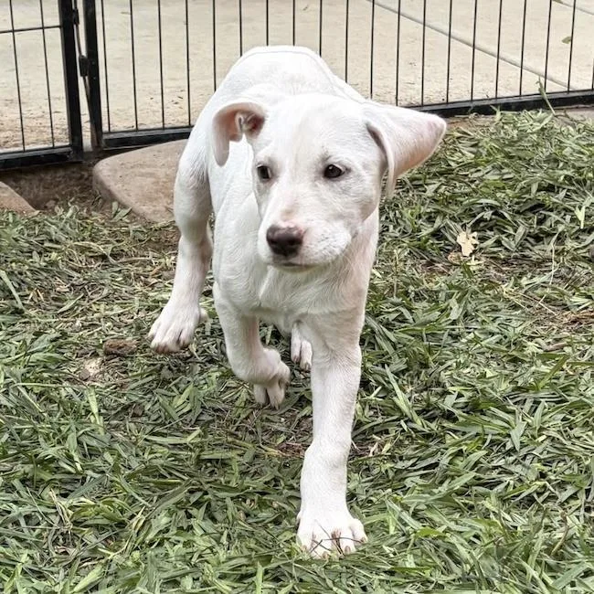 A baby medium-sized female Labrador Retriever dog named Arbor Pup  Botanic for adoption in San Diego, CA