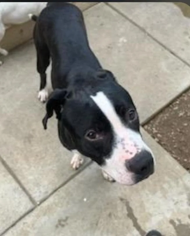 An adult medium-sized male Black American Staffordshire Terrier dog named Amelia for adoption in Houston, TX