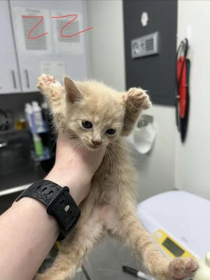 A baby small-sized male Domestic Short Hair cat named Brandon for adoption in West Chester, PA