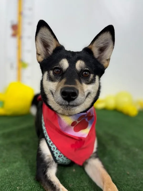 A young medium-sized female Tricolor (Brown, Black, & White) Australian Kelpie dog named Marie for adoption in Carlsbad, CA