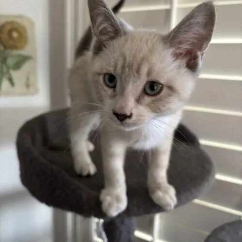 A baby small-sized male Domestic Short Hair cat named Jynx for adoption in Gilbert, AZ