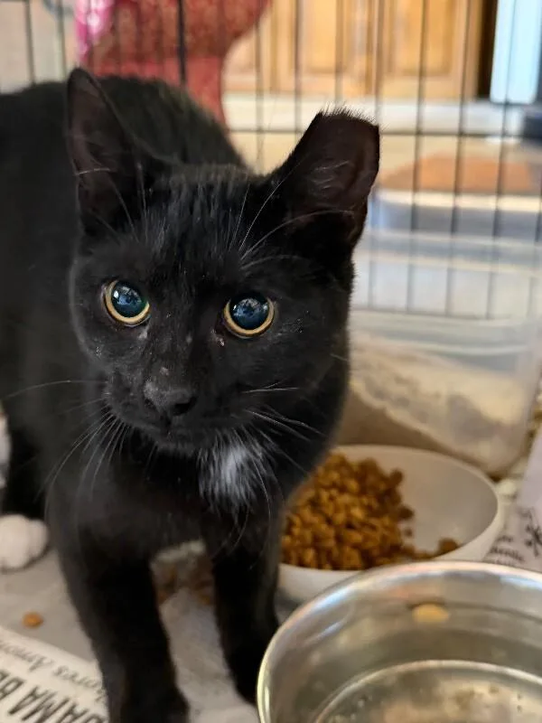 A baby medium-sized male Domestic Short Hair cat named Habanero for adoption in Zimmerman, MN
