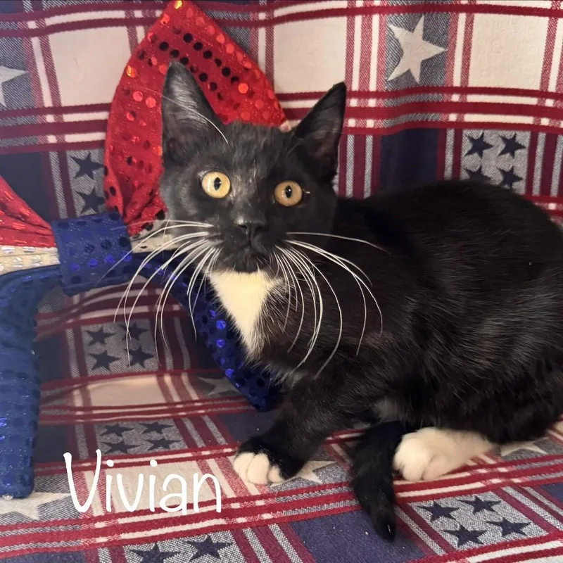 A baby small-sized female Black Domestic Short Hair cat named Vivian for adoption in TITUSVILLE, FL