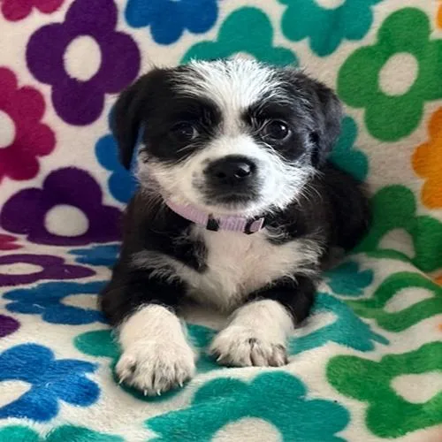A young small-sized female Shih Tzu dog named Freya for adoption in Orlando, FL