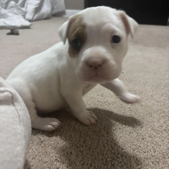A baby small-sized female White / Cream English Bulldog dog named Bimbi for adoption in North Charleston, SC