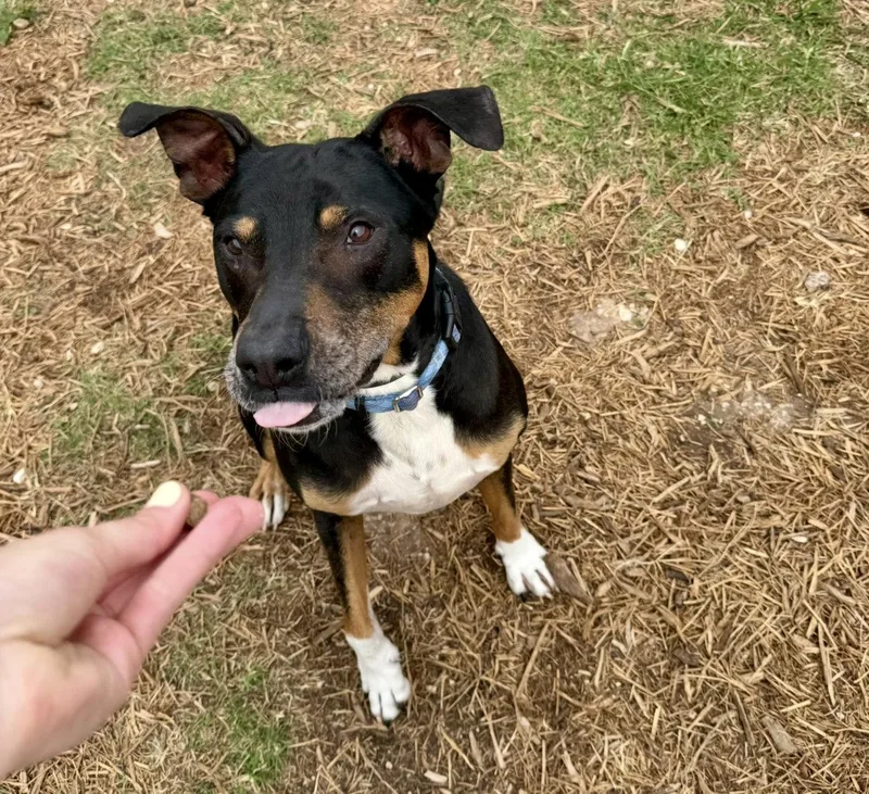 Duke
