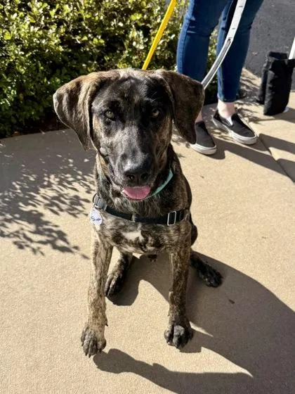 A young medium-sized male Merle (Blue) Hound dog named Simpson for adoption in Downers Grove, IL
