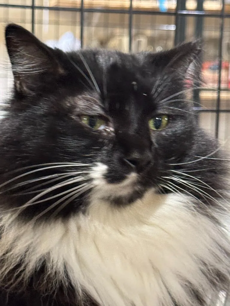 Meowrvelous Mrs. Maisel