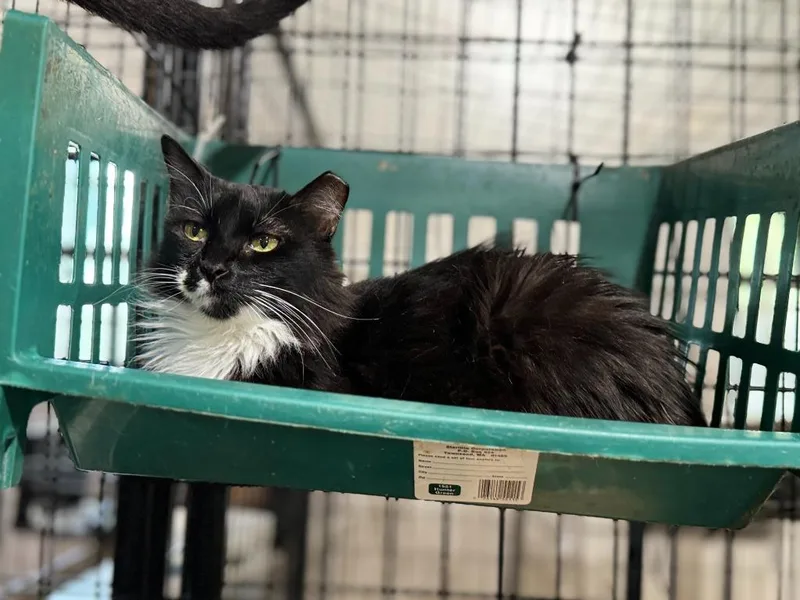 Meowrvelous Mrs. Maisel thumbnail 2