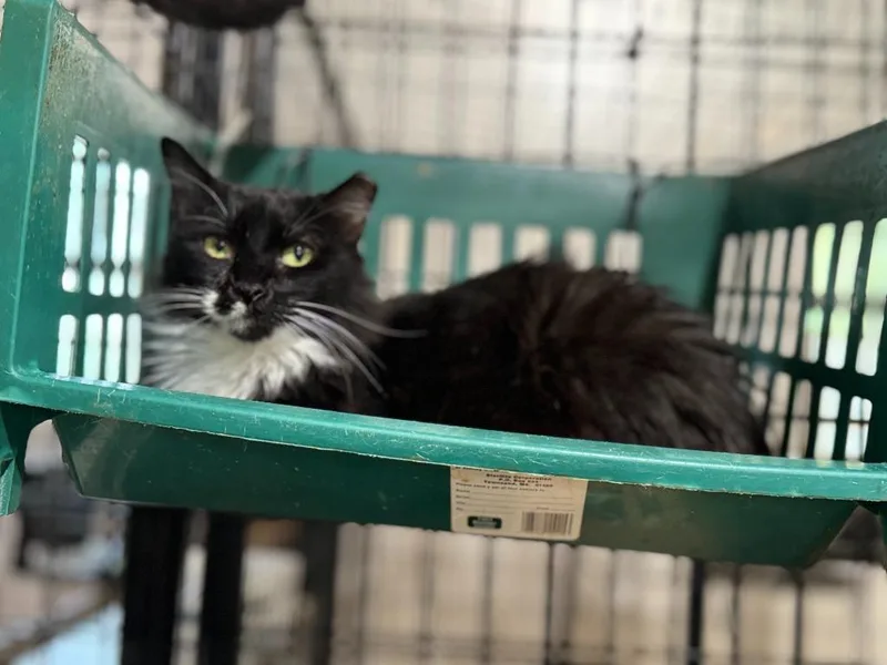 Meowrvelous Mrs. Maisel thumbnail 3