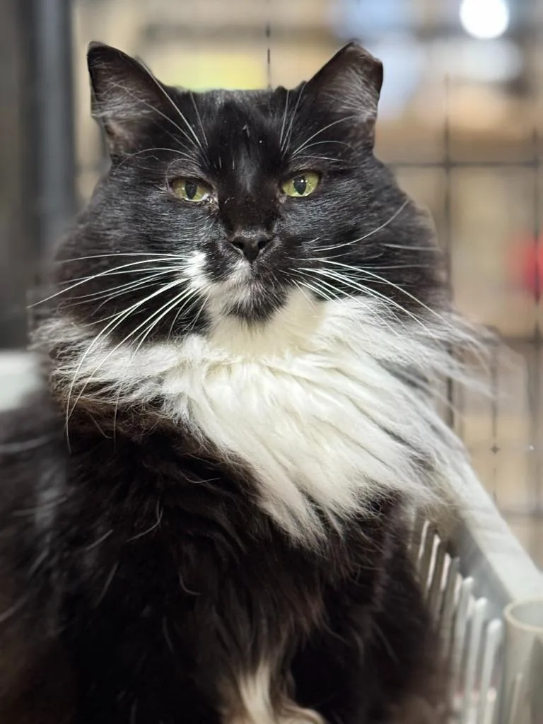 Meowrvelous Mrs. Maisel thumbnail 4