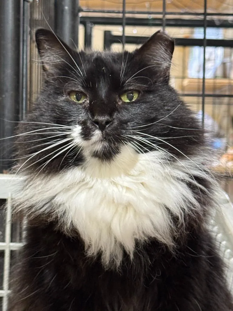 Meowrvelous Mrs. Maisel thumbnail 6