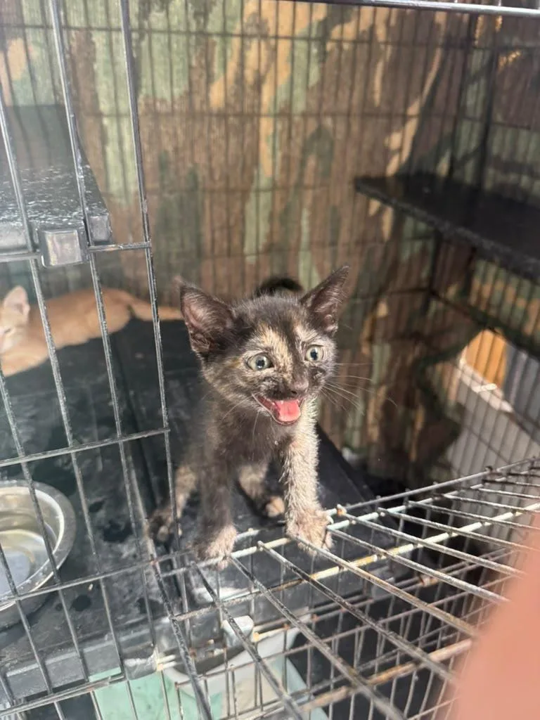 A baby medium-sized female Dilute Tortoiseshell American Shorthair cat named Missy for adoption in Tampa, FL