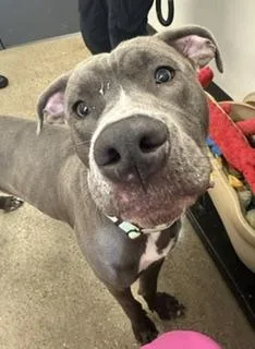 A young large-sized male Gray / Blue / Silver Great Dane dog named Ruckus for adoption in Cleveland, OH