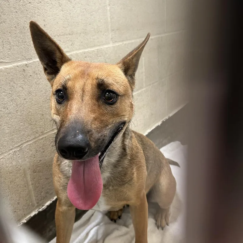 An adult small-sized female Brown / Chocolate German Shepherd Dog dog named Sabrina for adoption in Upland, CA