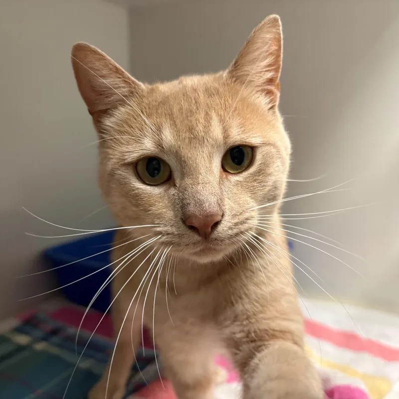 A young medium-sized male Orange / Red Domestic Short Hair cat named Conrad for adoption in East Hanover, NJ