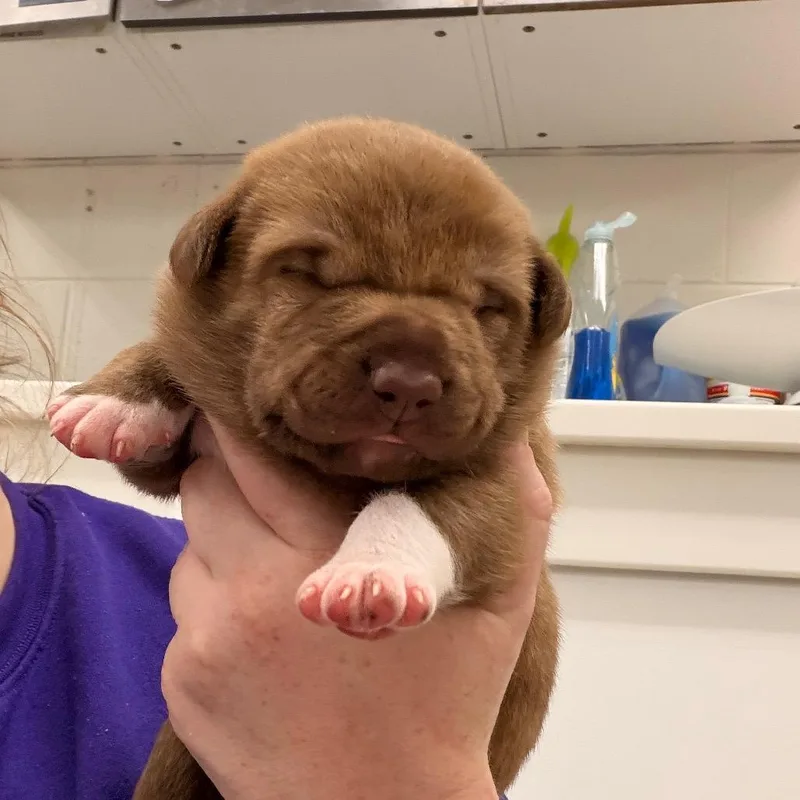 Rolo
