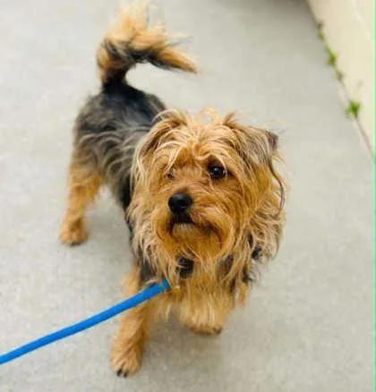 Neapolitan thumbnail 2