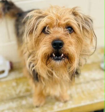 Neapolitan thumbnail 3