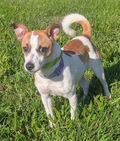 A young small-sized male Parson Russell Terrier dog named Jacques for adoption in Akron, OH