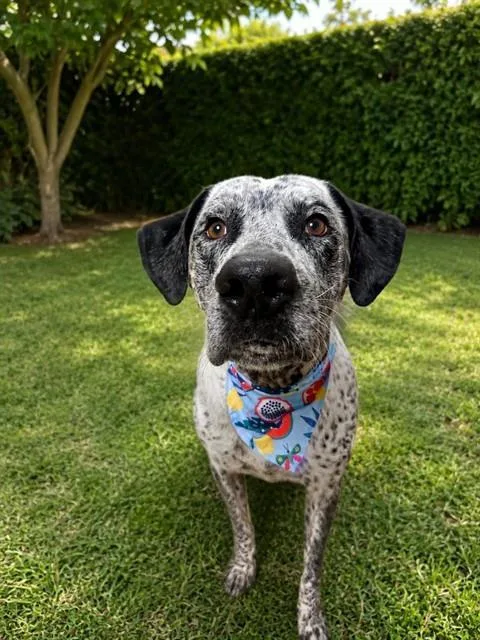 A young large-sized male Bluetick Coonhound dog named Hawk for adoption in Miami, FL