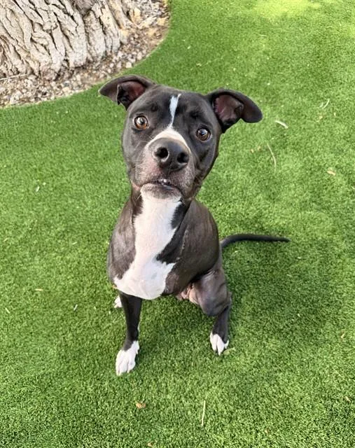 A young large-sized female Boxer dog named Lily for adoption in Castaic, CA