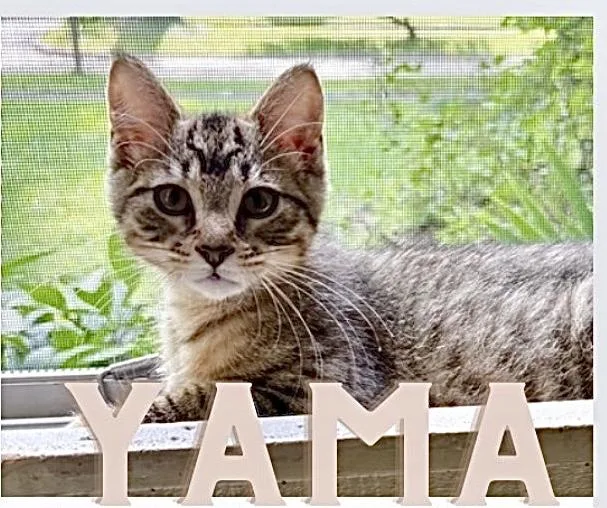 A baby medium-sized male Tabby (Gray / Blue / Silver) Domestic Short Hair cat named Yama for adoption in Allegan, MI
