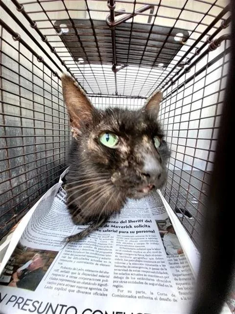 A young medium-sized female Domestic Short Hair cat named Char for adoption in San Antonio, TX