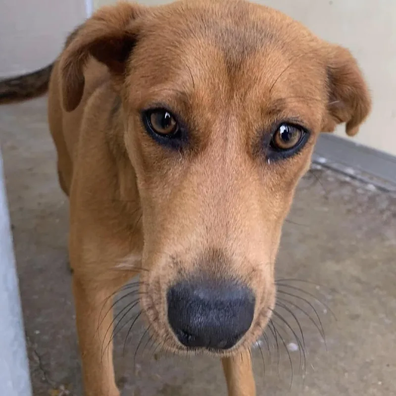 A young medium-sized female Red / Chestnut / Orange Black Mouth Cur dog named Minnow for adoption in Cleveland, MS