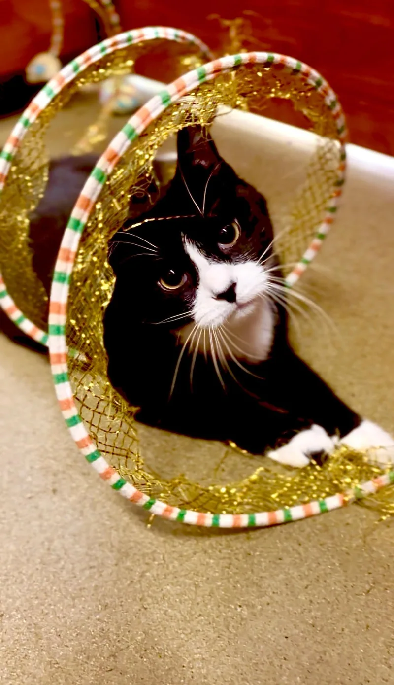 A baby small-sized female American Shorthair cat named Mini Cowgirl for adoption in Highland Park, NJ