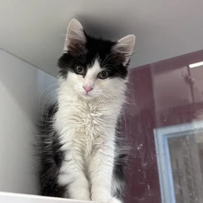A baby small-sized male Domestic Long Hair cat named Suit for adoption in Janesville, WI