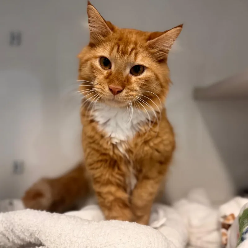 A young medium-sized male Orange / Red Domestic Medium Hair cat named Hugo for adoption in Wheeling, IL
