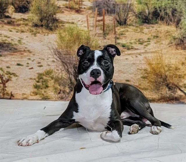 A young large-sized male Pit Bull Terrier dog named Panda for adoption in Thousand Palms, CA