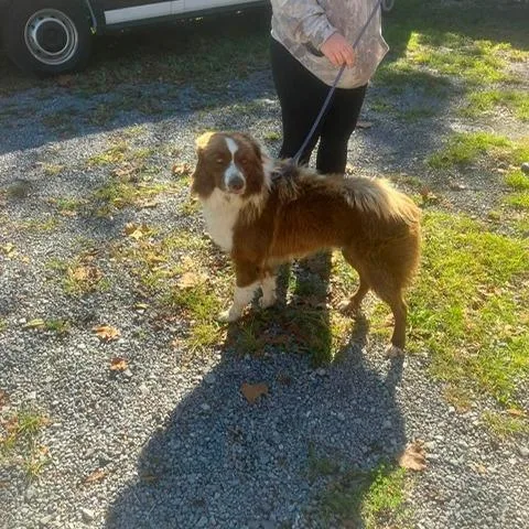 An adult medium-sized male Brown / Chocolate Australian Shepherd dog named Speedy for adoption in Alexandria, VA