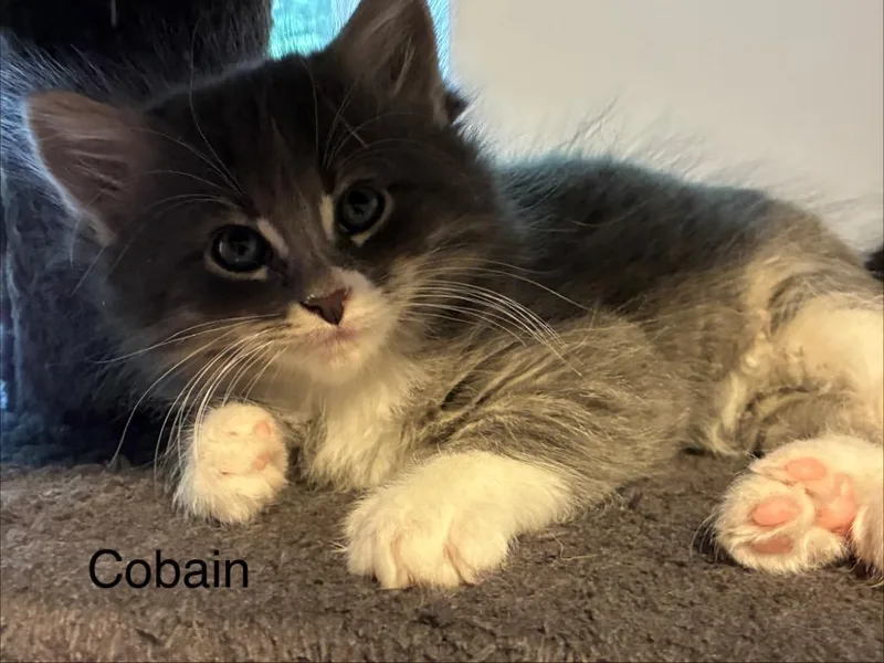 A baby medium-sized male Domestic Short Hair cat named Cobain for adoption in Shelton, WA