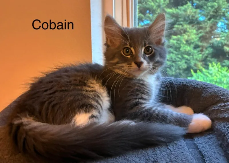 Cobain thumbnail 2