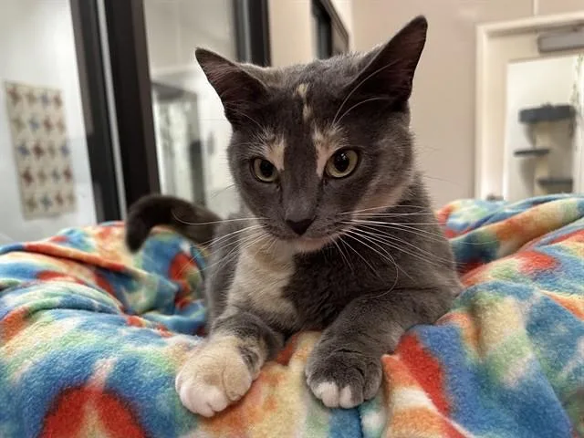 An adult medium-sized female Domestic Short Hair cat named Pastel for adoption in McKinleyville, CA