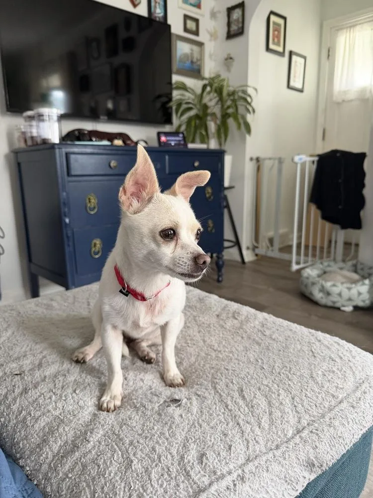 An adult small-sized female Chihuahua dog named Piper for adoption in Plymouth, MI