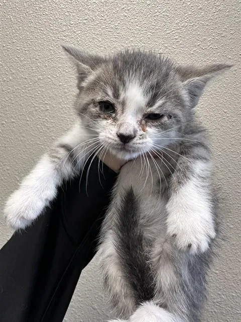 A baby small-sized male Domestic Short Hair cat named Merlin for adoption in Ontario, CA